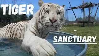 Checking Out This Tiger Sanctuary in Branson