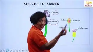 Structure of Stamen - Class 12 - Biology
