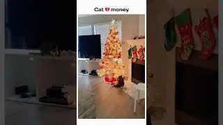 cats being a menace #funny #cute #pets