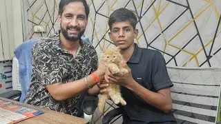 Amit pet shop sell persian cat any query pls call 8353948493 #azamgarh#petshop#persian#cat#dog