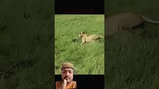 LION ATTACK JACKAL 😡 #lion #wildlife #animals #leopard #funny #youtube #trending #viral #shortsfeed
