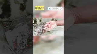 Trichy colour fish farm #swordfish #koisword #wholesalerate #guppyfish #goldfish #trendingshorts