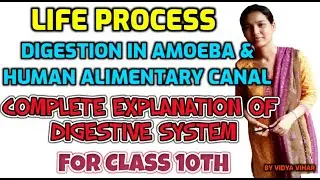 LIFE PROCESS| DIGESTION IN AMOEBA & PARAMOECIUM | HUMAN DIGESTIVE SYSTEM |TYPES OF TEETH |CLASS 10th