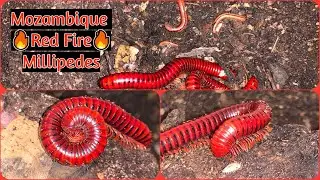 Centrobolus splendidus Red Fire Millipede