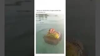 Sailor Crab! #shorts #funny