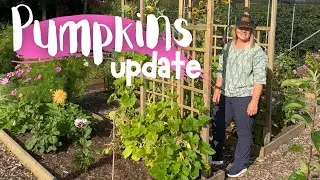 Pumpkin Archway | Problem With Giant Pumpkin?