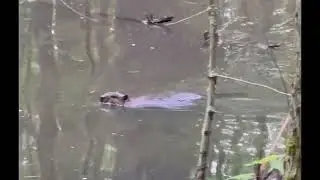 A Beaver 🦫 - Swinming Around and Tail Slap 