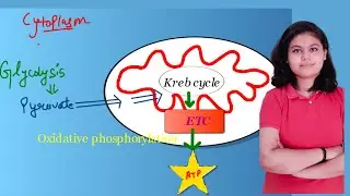 Respiration In Plants lecture2