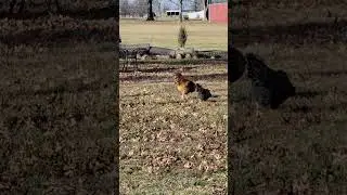 unexpected visitors while camping #chicken #camping #exploringgodscreations