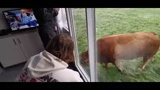 Sunday, 7th September 2025, Lyons Sunny Sands Holiday Park. Caravan 7 had some bovine visitors.