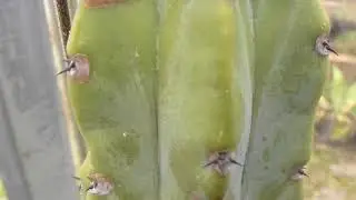 A cactus with no name - Kaktus - Cactaceae -  Kaktus&aelig;tt - Pottaplanta