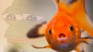 I sing BAKA MITAI