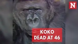 Koko The Sign Language Gorilla Dead At 46