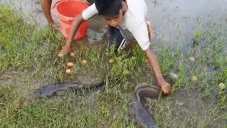 Wow unbelievable! Tow smart boys catch a lot of duck eggs and catfish by hand from river bank