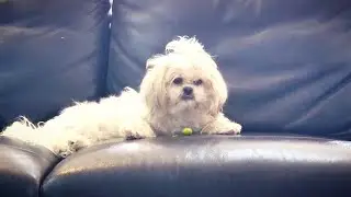 Mocha and bitsy | she eats very appetizingly 😂😫