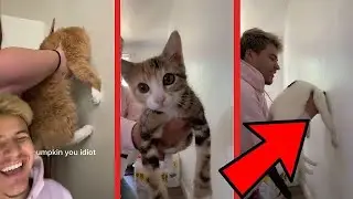 Cat SMART Or DUMB Test!! #shorts