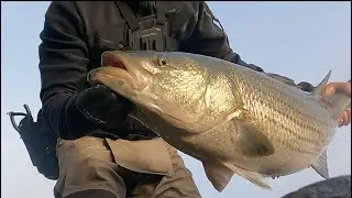 First Cape Cod Canal striped bass for 2022