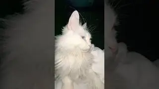 When a cat motorcycle 🐱 wants to sleep with you, how can everyone sleep? #cat #pets #funny