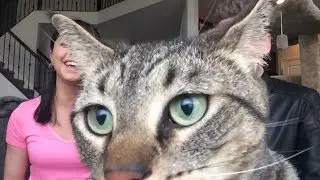 Cat Video Bombs!!