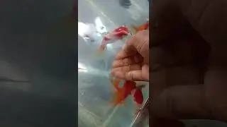 My gold fish My pet 😘🥰#shorts #shortsvideo #youtubeshorts #goldfish#AJFARMER