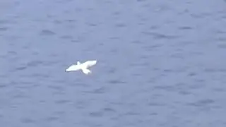 Gyr Falcon vs fox