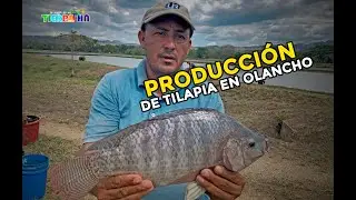Producción de Tilapia gris en Olancho.