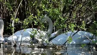 Swans and Cygnets in Barnwell Country Park UK