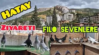Hatay'dan Şampiyon Nesilli filo g&uuml;vercinleri Berlin T&uuml;rkleri#aksoyfiloelvanguvercinleri