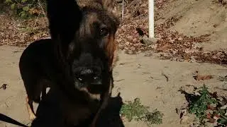 academy trail with simba