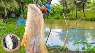 Unbelievable Fishing With Net, Catch Silver Carp Fish In The Village Pond