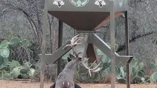 WHEN YOU THINK BIG DEER - DOUBLE DOWN DEER FEED