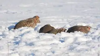 Family of Grey partridges in sunny and frosty day