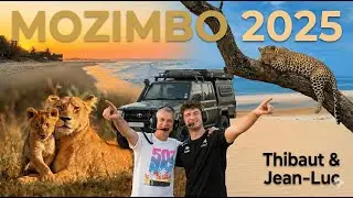 Safari en Afrique Australe (2025)