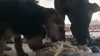 اطعام الكلاب مصدقو شافو الاكل يحرام 😢❤️‍🩹🥰🐶👀🐕