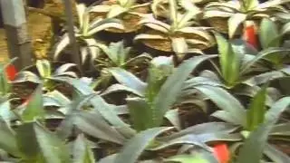 Angus White interviewed by Anna Pavord 1991