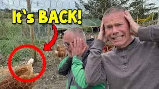 It&rsquo;s Back: Something&rsquo;s Trying to Kill Our Chickens Again! 🐔😵