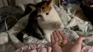У Кота отлично получается давать &laquo;пять&raquo;!