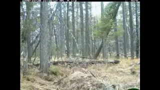 Cougar on a kill - Bow Valley Provincial Park
