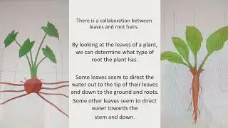 Episode 43 BOTANY PART 4, THE PHYSIOLOGY OF PLANTS  Function of Leaves