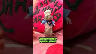 Таких малышей не нужно бояться 🐭😍 #милыеживотные #животные