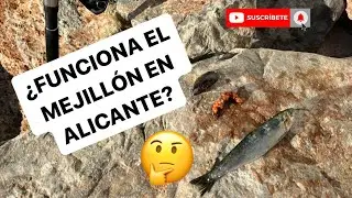 &iquest;FUNCIONA EL MEJILL&Oacute;N COMO CEBO, EN ALICANTE?🎣🦪