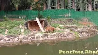 Jom!!!Saksikan Sang Belang Diberi Makan Di ZOO MELAKA | 31 Ogos 2020