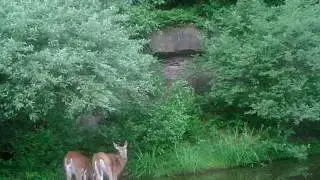 Doe Walking in water on the Bushnell Ninja
