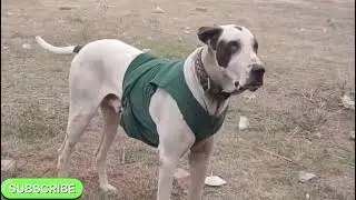 Pakistani bully dog Naam Moti 995# original blog#💯😲😳&hearts;️🐕👍
