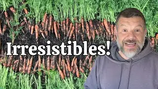Zanahoria Reina: Nuestro Secreto de Producción