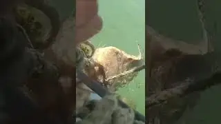 Sea turtle caught in crab trap rescued by police in Florida