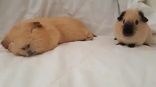 hug hug a guinea pig🤗