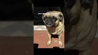 #pug #pugs #puglife #pugsofyoutube #pugmom