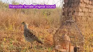 Francolin female original clear sound 👌  Teetar female shikar awaaz | mada partridge voice 
