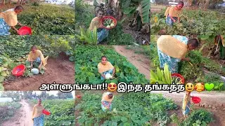 1 மாசத்துக்கு காய்கறி வாங்க வேண்டாம் போல🤩🤣🍅🥕🍆🫑🥒|farm fresh vegitables harvesting|#villagelife #viral